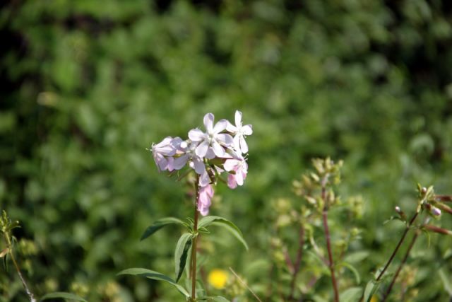 2010 07 13 jeanmarcperfetti.com 053.JPG